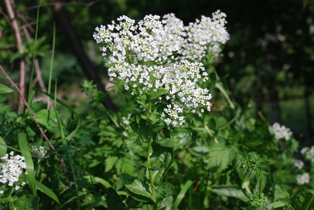 Lepidium draba